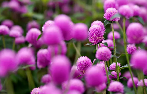 Flowers, glade, meadow, clover, pink, bokeh