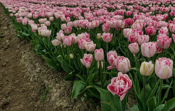 Field, leaves, flowers, spring, tulips, a number, pink, the ground