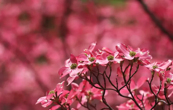 Flowers, branches, background, spring, pink, flowering, dogwood