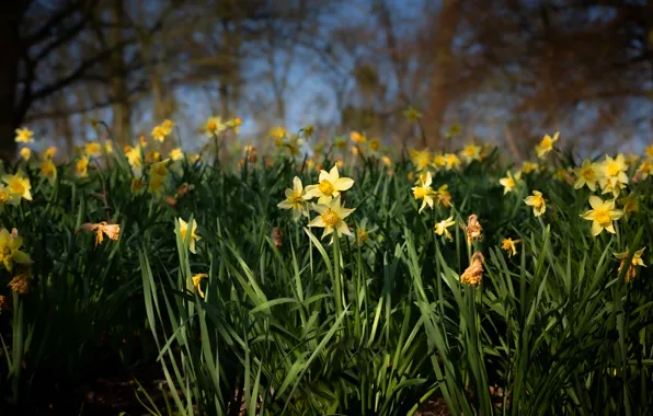 Flowers, glade, spring, yellow, daffodils