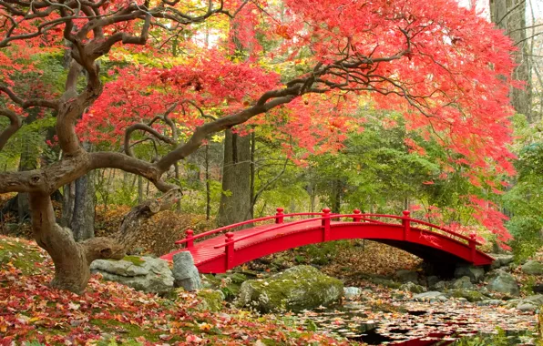 Autumn, bridge, Park, bridge, park, autumn, Japanese garden, fall season