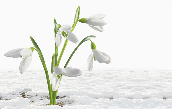 Picture flower, snow, snowdrop