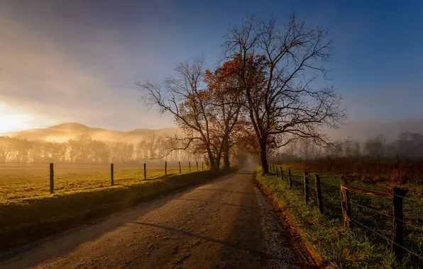 Road, fog, morning