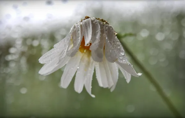 Rain, petals, blur, Daisy, droplets of water