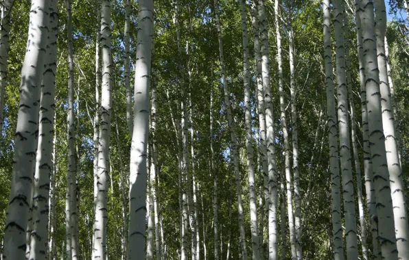Picture summer, the sun, birch