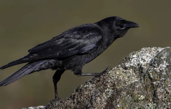 Picture stones, bird, beak, Black crow
