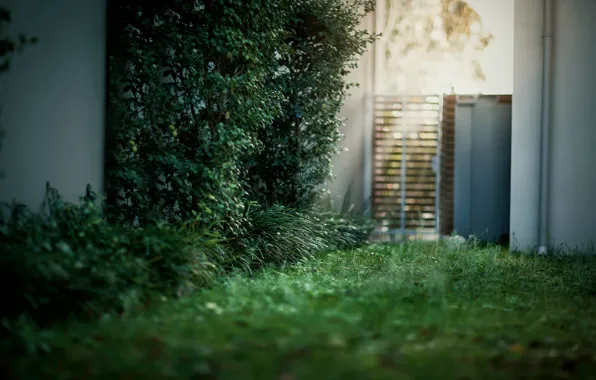 Grass, light, glare, the door, yard, the bushes, bokeh