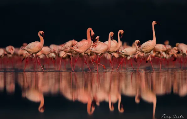 Reflection, pink, Flamingo