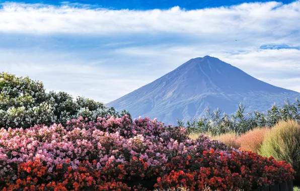 The sky, landscape, flowers, mountain, Japan, Fuji
