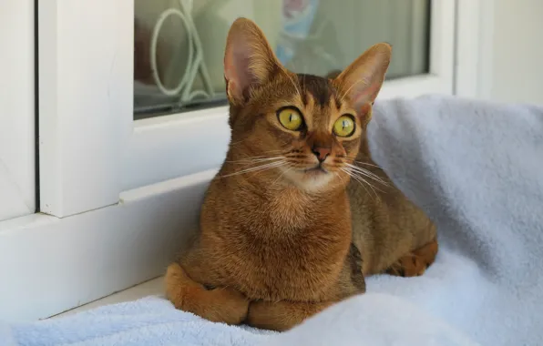 Picture cat, look, face, window, fabric, lies, sill, red