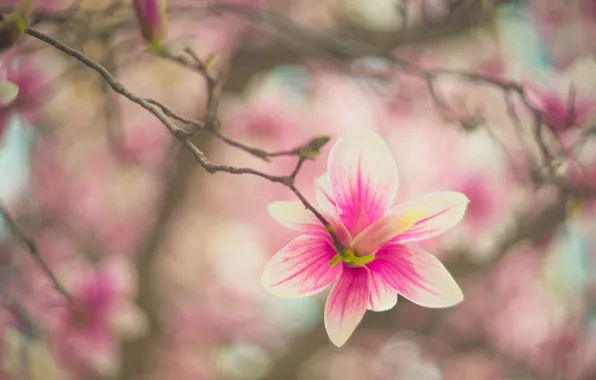 Picture flowers, branches, blur, spring, pink, flowering, gently, bokeh