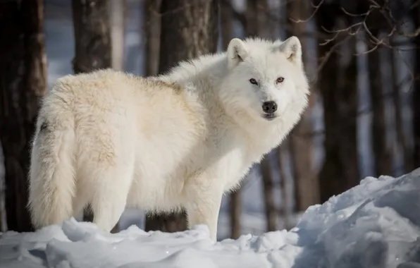 Nature, face, animal, wolf, wildlife, head, fur, mammal