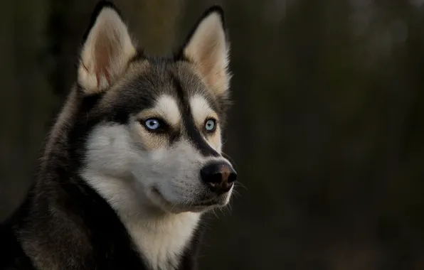 Eyes, look, dog, ears, husky