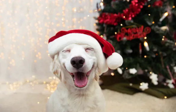 Language, white, pose, smile, room, laughter, dog, lights