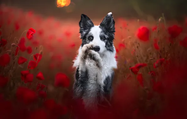 Look, flowers, nature, pose, Maki, portrait, legs, dog