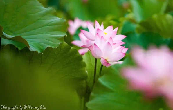 Leaves, flowers, pink, Lotus, Tommi Hsu