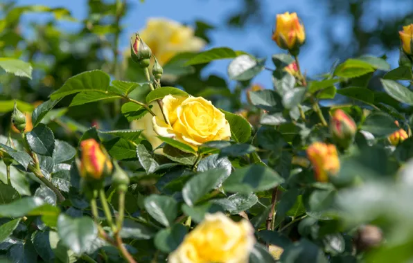 Leaves, flowers, branches, roses, blur, yellow, garden, buds