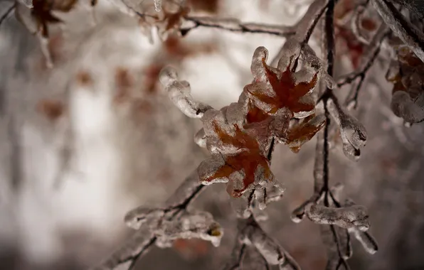 Picture ice, winter, leaves, nature, branch