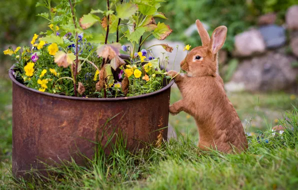 Picture grass, flowers, rabbit, red