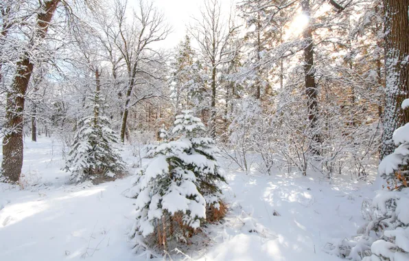 Picture winter, forest, snow, trees, tree, spruce