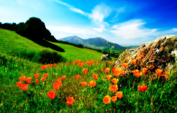 The sky, grass, flowers, mountains, Maki, meadow