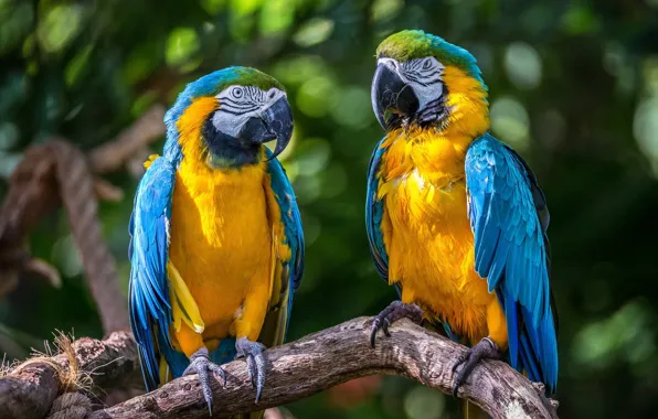 Birds, parrots, a couple, Ara, Blue-and-yellow macaw