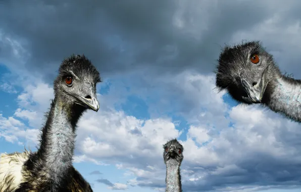 Picture Gopnik, there, ostriches, Semyon