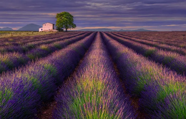 Picture summer, flowers, house, lavender, plantation, lavender field