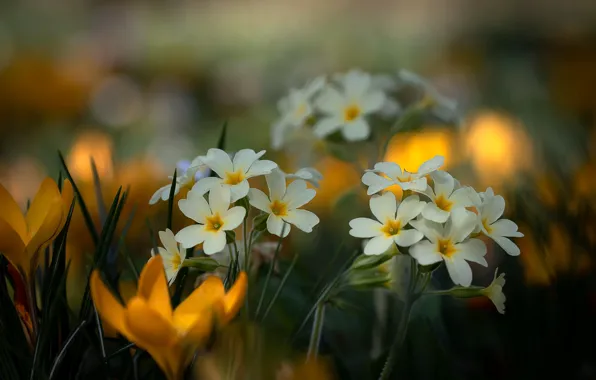 Flowers, spring, crocuses, white, bokeh, Primula, primrose