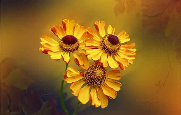 Flowers, background, yellow, orange, trio, autumn leaves, gelenium