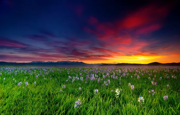 Picture field, sunset, flowers