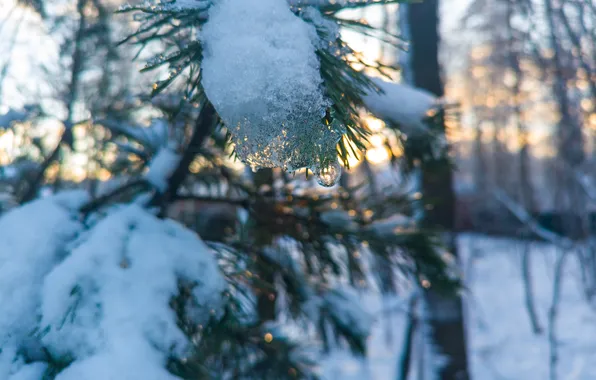 Autumn, forest, snow, trees, sunset, nature, drop, the evening