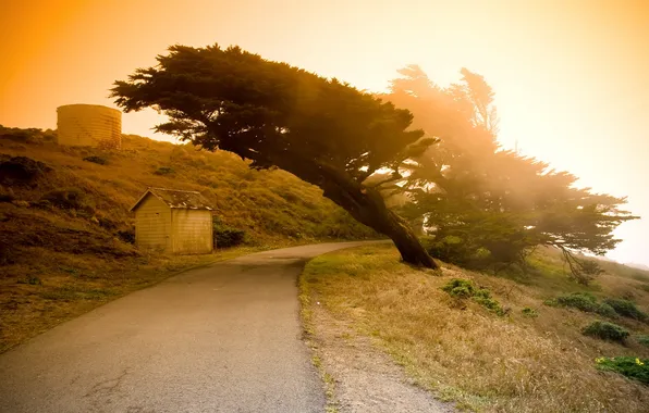 Road, trees, landscape, sunset, nature