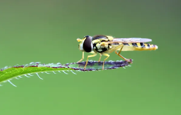 Leaves, macro, insect