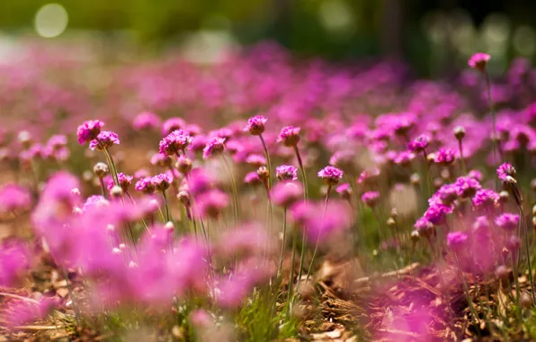 Macro, flowers, pink, bokeh