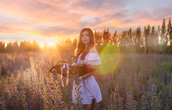 Picture field, summer, look, girl, the sun, rays, sunset, flowers