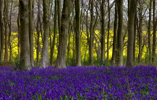 Picture field, forest, trees, flowers, branches, yellow, glade, spring