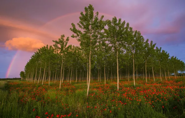 Picture flowers, rainbow, trees, Maki, field, the forest, summer, grove