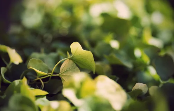 Grass, leaves, macro