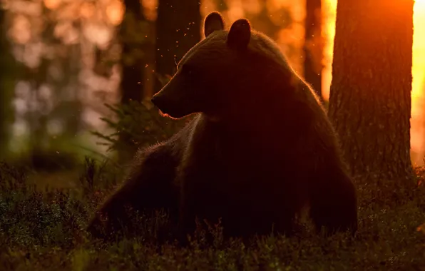Forest, light, sunset, glade, bear, sitting, midges