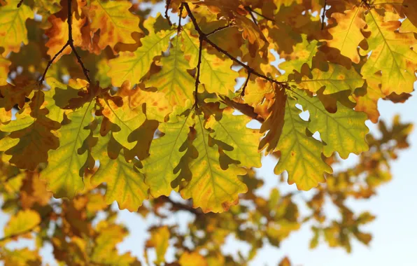Autumn, light, branches, tree, foliage, bright, yellow, oak