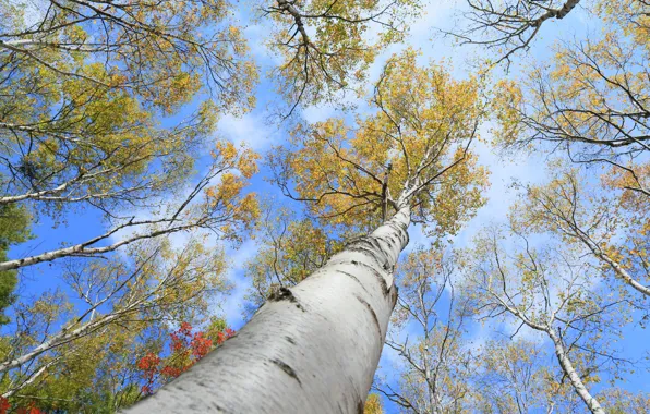 Autumn, the sky, trees, trunk, aspen