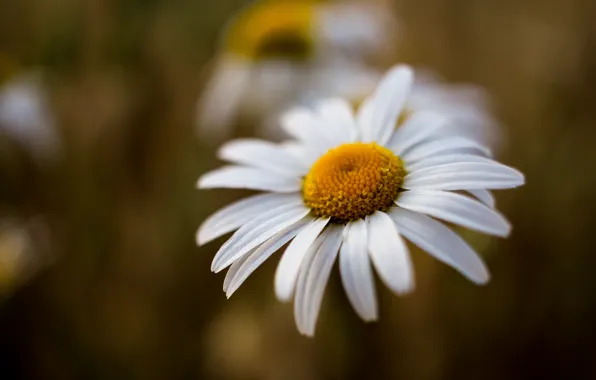 Flower, macro, Daisy, white, bokeh, blurred background, leucanthemum