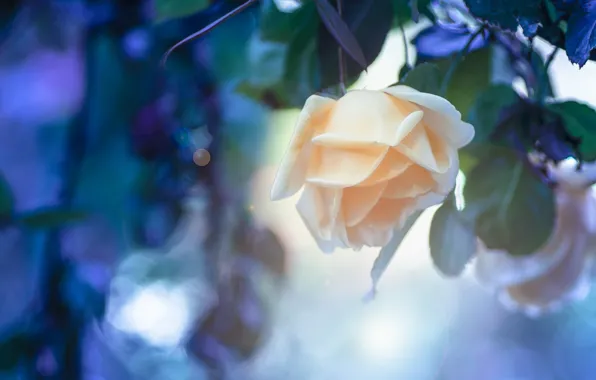 Flower, leaves, branches, rose, treatment, blur, blue background, bokeh