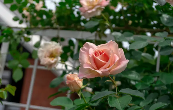 Flowers, roses, pink