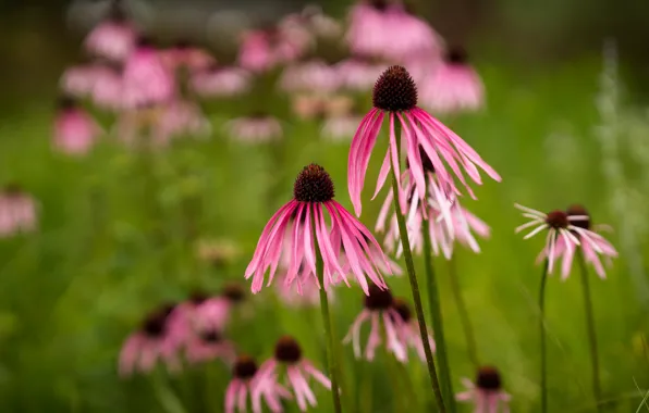 Flowers, garden, pink, bokeh, rudbeckia, Echinacea