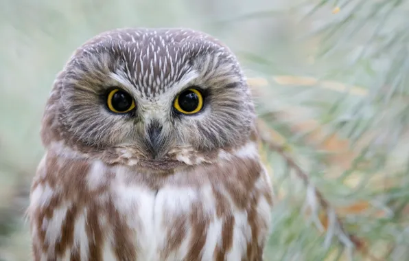 Picture look, branches, owl, bird, portrait, needles, owl
