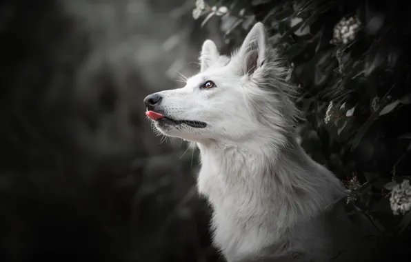 Face, background, dog, profile, The white Swiss shepherd dog