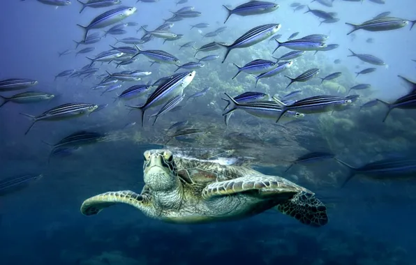 Sea, fish, turtle