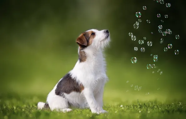 Picture dog, bubbles, Jack Russell Terrier